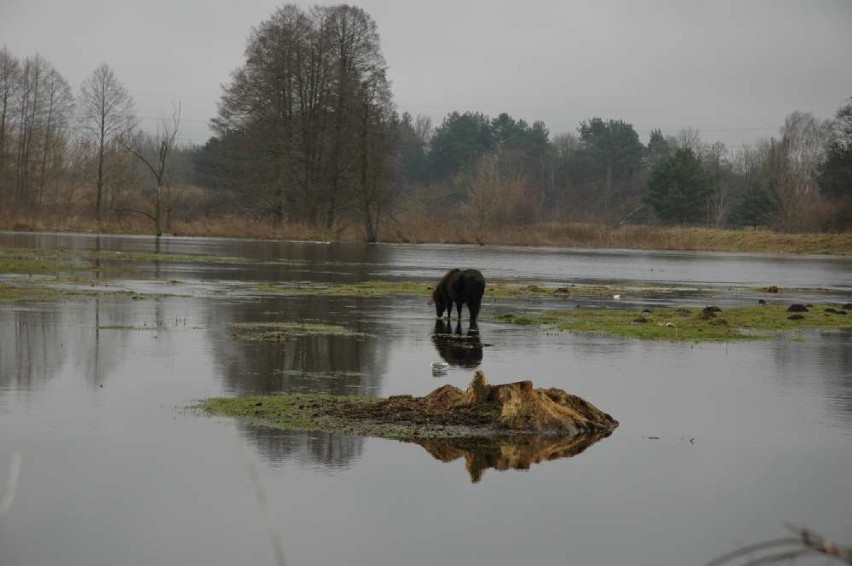 Gwda w Pile wylała z koryta i