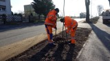 Nyskie starostwo kończy prace na drodze z Goświnowic do Grądów. Trwają nasadzenia drzew