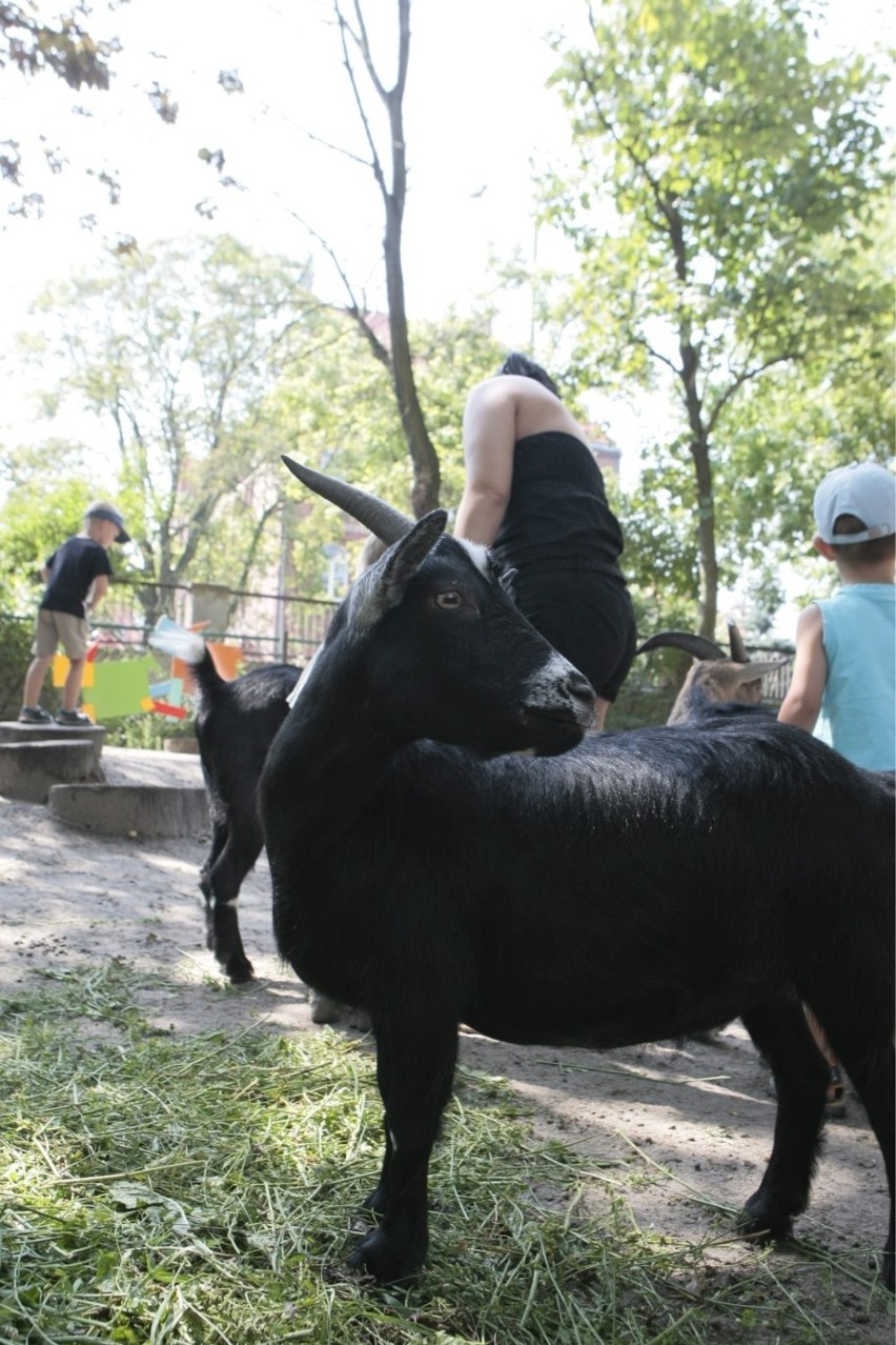 Zoo w Poznaniu: Decyzja pozbawiająca ZOO możliwości wymiany zwierząt uchylona!