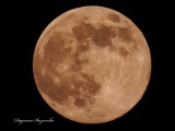 Pełnia Różowego Księżyca na zdjęciach Internautów. Zobaczcie Różowy Księżyc w obiektywie naszych Czytelników