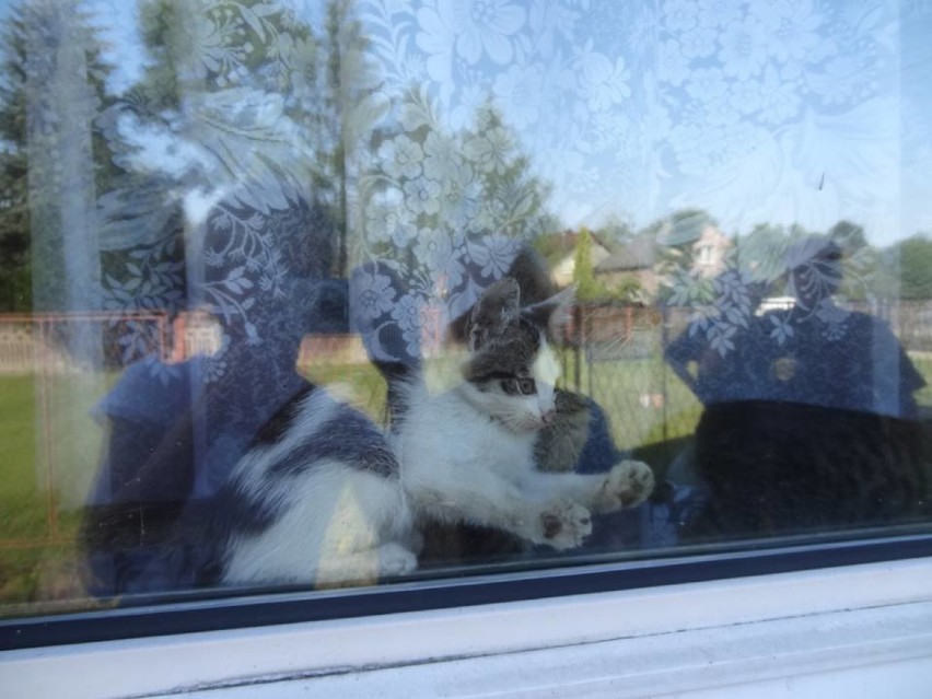 Myszków: kocia rodzina uwięziona przez ponad tydzień na melinie. Dookoła odchody i nieczystości