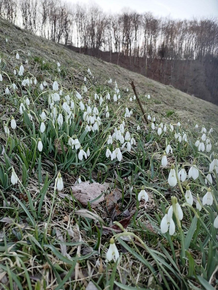 Wiosna na całego! Kwitną przebiśniegi, krokusy