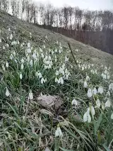 Wiosna zawitała już w Bieszczady. Czytelnicy podsyłają nam zdjęcia kwitnących krokusów i przebiśniegów [ZDJĘCIA]