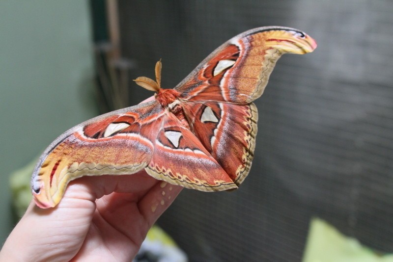 Największy motyl świata w łódzkim ZOO.