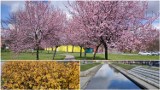 W Będzinie już wiosna! Migdałowce kwitną na bulwarach Czarnej Przemszy i w parku na Syberce 