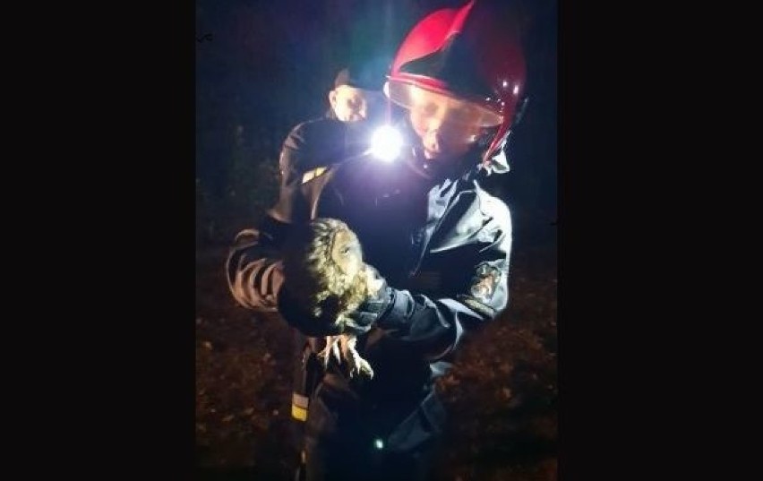 Strażacy ze Skarżyska uratowali sowę. Bez nich ptak by nie przeżył