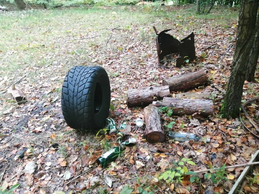 Nie tylko grzyby można znaleźć w lesie.