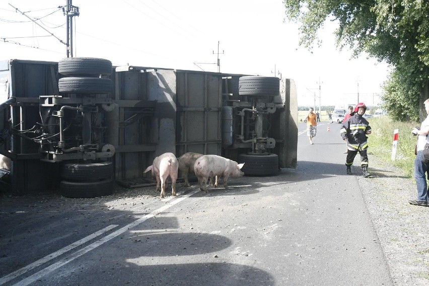 Wypadek ciężarówki ze świniami na trasie Legnica - Złotoryja (ZDJĘCIA)