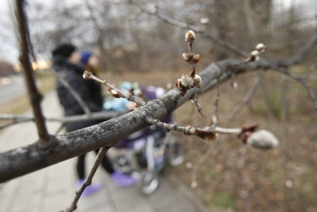 Poniedziałek 19.03.2012. Ochłodzenie do 9 stopni. Możliwe opady deszczu i zachmurzenie