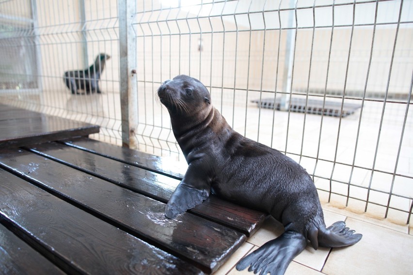 Mała uchatka z opolskiego zoo uczy się pływać