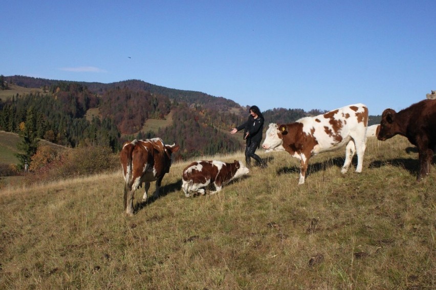 Krowy również chciały się z nami zaprzyjaźnić.  Fot.M.Jarosz