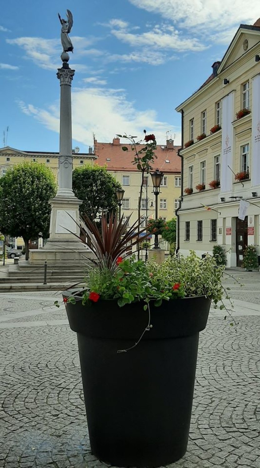 Na oleśnickiej starówce stanęły kwiatowe kompozycje. Zobacz zdjęcia!