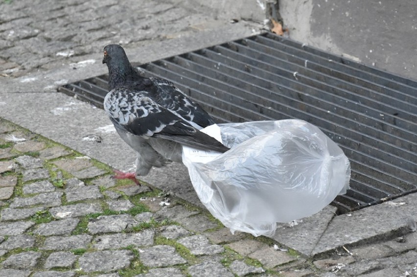 Gołąb chciał zostać Batmanem w Legnicy [ZDJĘCIA]