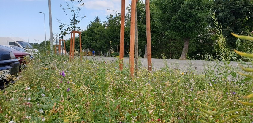 Tuchów.  Kwietna łąka w miejscu trawnika zdaje egzamin. Susza jej nie zaszkodziła [ZDJĘCIA]