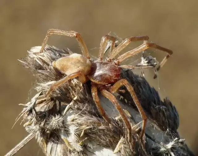 Kolczak zbrojny (Cheiracanthium punctorium)