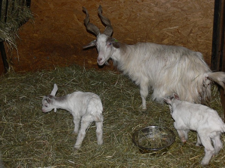 Zoo Safari w Borysewie. Sezon urodzin w pełni