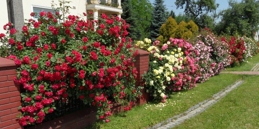 Róże Alicji Biolik w Urbanowicach