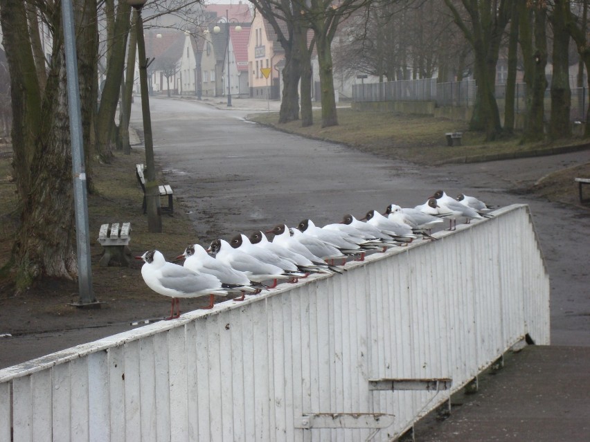 Fota miesiąca - kwiecień 2014