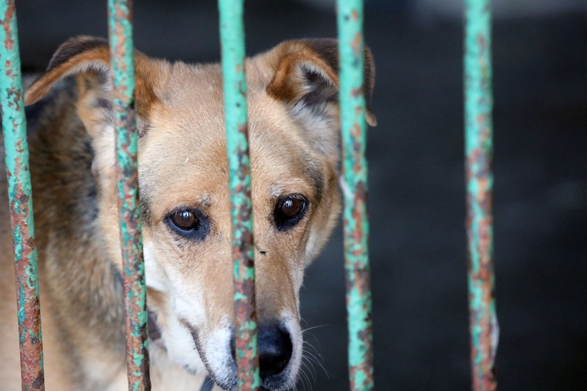 Zobaczcie,te psy czekają na adopcję w legnickim schronisku [ZDJĘCIA]