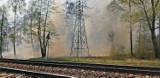 Pożar lasu na pograniczu Żwakowa i Gostyni [ZDJĘCIA]