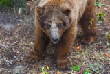 Niedźwiedź zaatakował dwójkę turystów w Tatrach