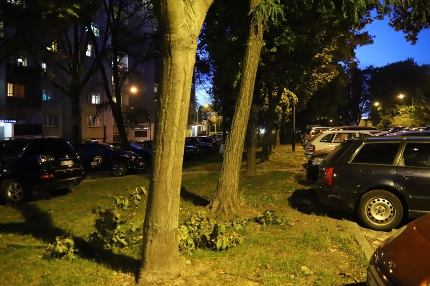Mieszkańcy ul. Zgierskiej bronią drzew przed wycinką [ZDJĘCIA]