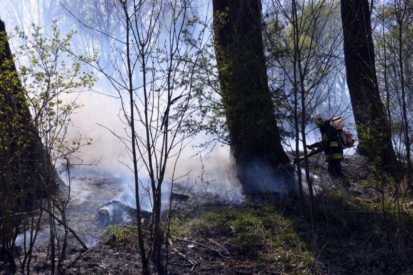 GALERIA ZDJĘĆ Z AKCJI - KLIKNIJ TUTAJ