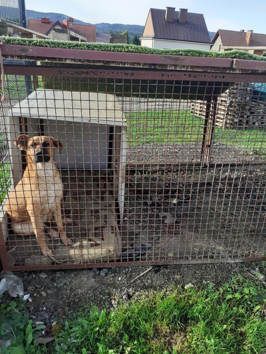 Inspektorzy z tarnowskiego OTOZ Animals twierdzą, że warunki...