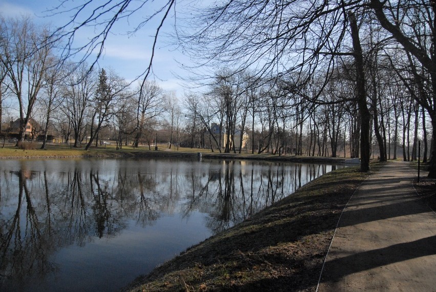 Kwitną krokusy, wiosennie w parku Belzackim. Sokolnicy płoszyli gawrony - ZDJĘCIA