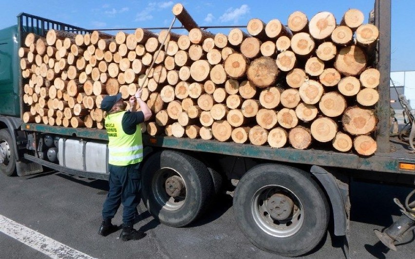 Kierowca ciężarówki przewożącej drewno niezgodnie z obowiązującymi przepisami zatrzymany w Granowie! 