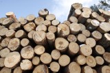 Dalabuszki: Ojciec i syn kradli drewno