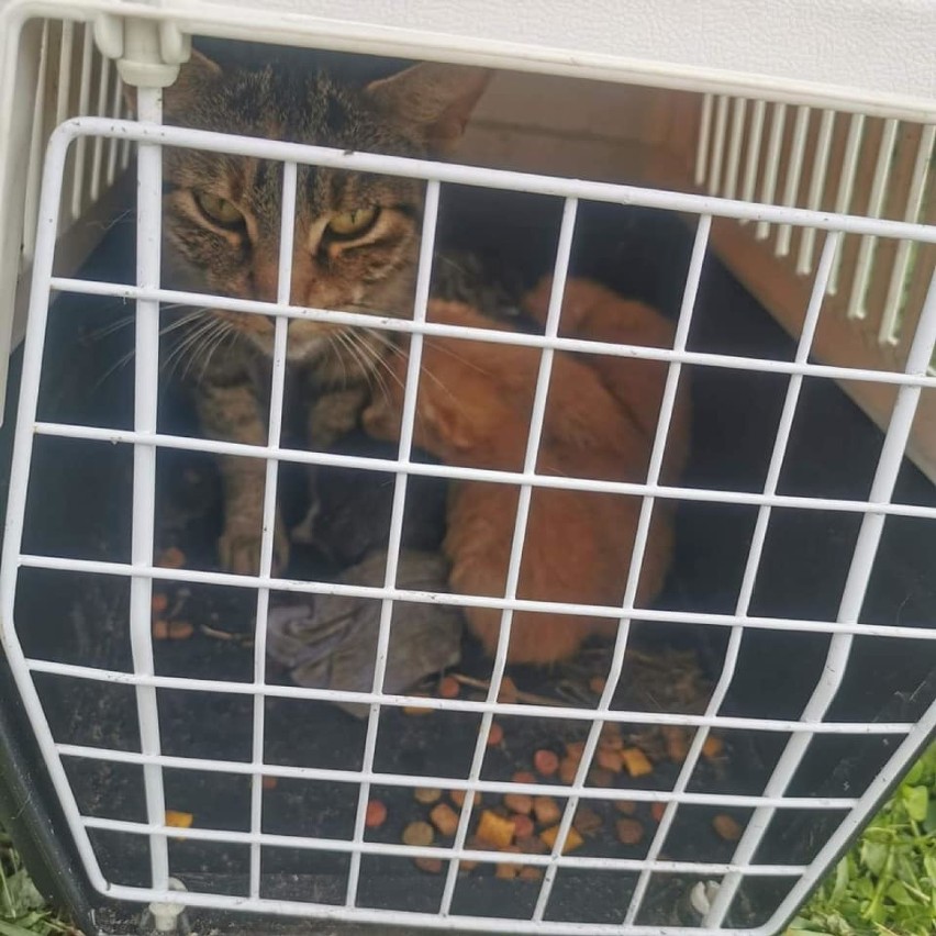 Kotka z kociętami porzucona przy drodze w Boguszycach (ZDJĘCIA) 