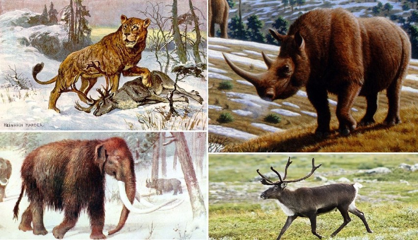 Tatry. Te zwierzęta żyły tysiące i miliony lat temu w naszych górach. Aż trudno w to uwierzyć