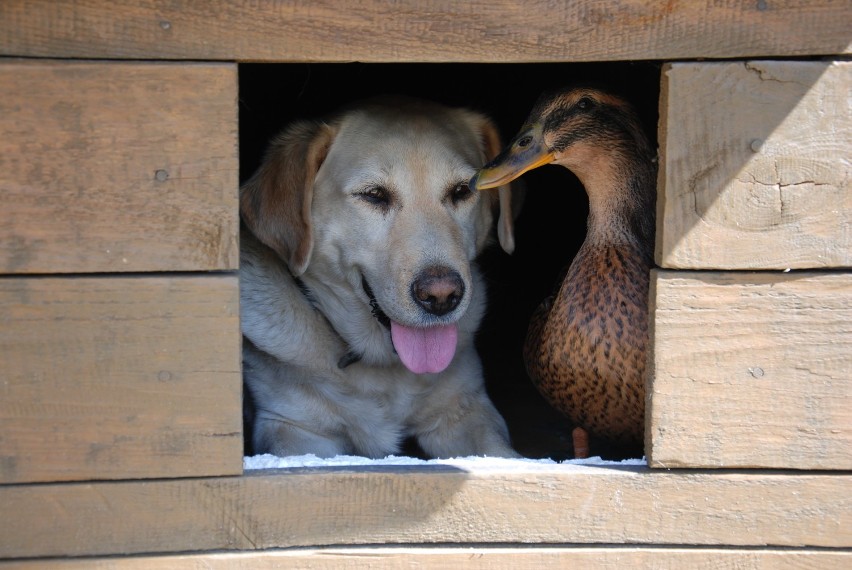 Niezwykła przyjaźń psa i kaczki