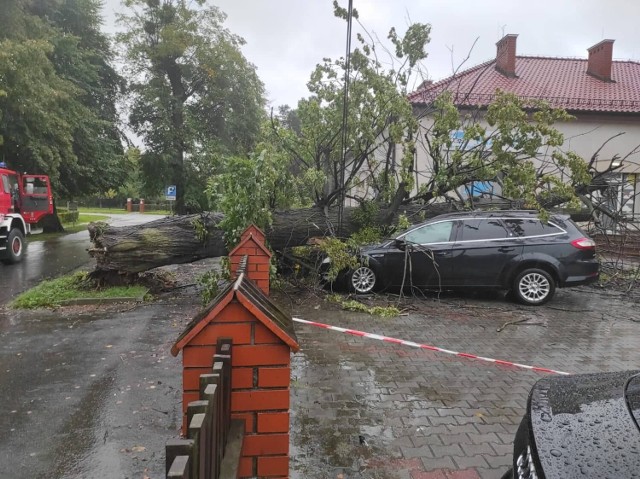 Rzeczoznawca ocenił, że po upadku drzewa na samochód, auto państwa Goraus nadaje się wyłącznie do kasacji.
