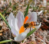 Wiosna w Parku Zdrojowym w Busku. Wraz z nią pojawiły się krokusy. Zobacz zdjęcia 