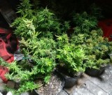 Marihuana w szafie, a ogrodnik w rękach policji