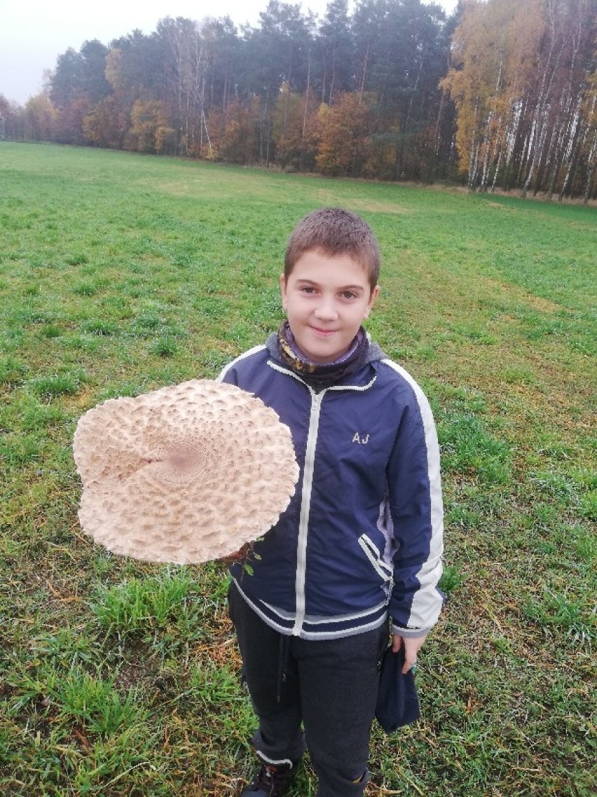 Oborniki. Gigantyczna kania znaleziona w obornickich lasach podczas grzybobrania