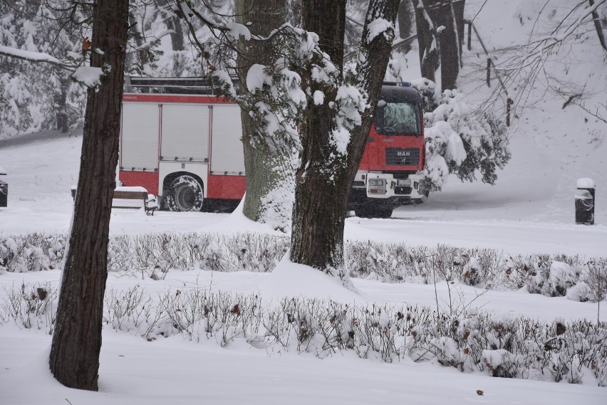  Misiom w Parku Miejskim w Gorlicach groził wielki konar. Na miejsce z pomocą pospieszyli strażacy. Symbol zieleńca uratowany