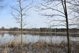 Wiosna 2023 na Śląskich Mazurach. Żory Bies i gmina Czerwionka-Leszczyny kuszą lasami, stawami i zapachami wczesnej wiosny. ZDJĘCIA 