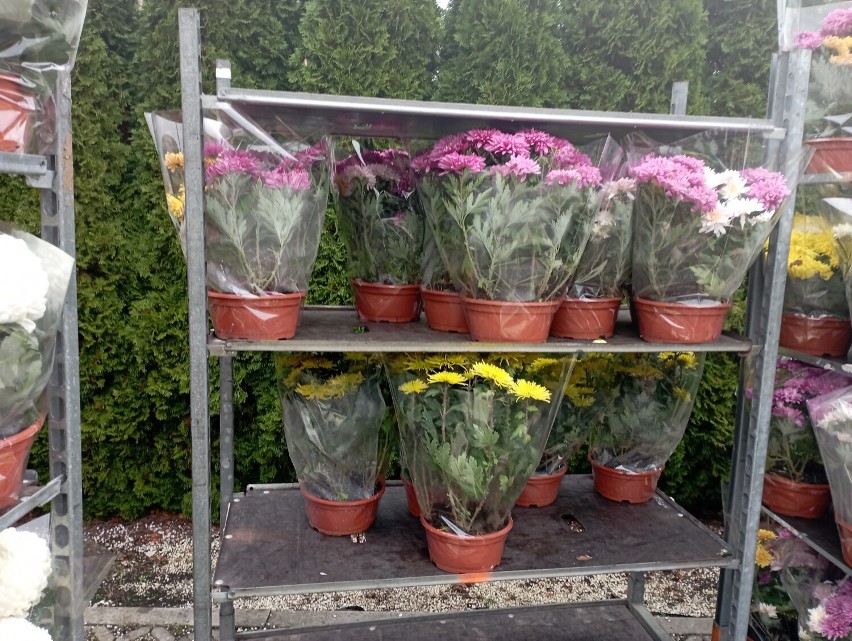 Takie kwiaty i znicze można kupić pod cmentarzem przy Strobowskiej w Skierniewicach