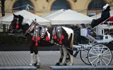 KSOZ pisze do Łukasza Gibały ws. przeprowadzenia referendum lokalnego. Chodzi o dorożki