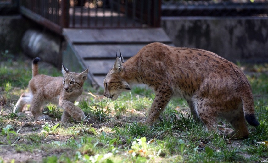 Mały ryś w zoo w Łodzi. Pierwszy spacer