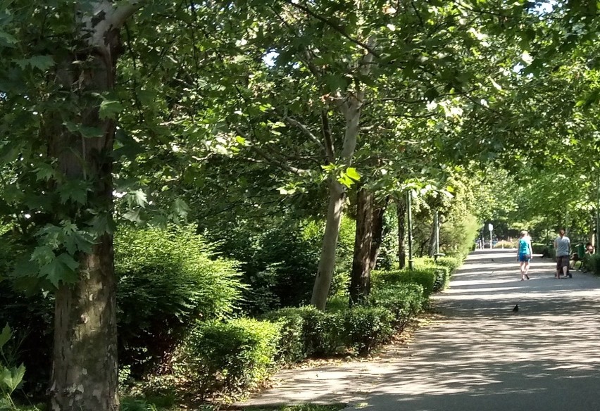 Nie będzie masowej wycinki drzew na plantach. Miasto chce...