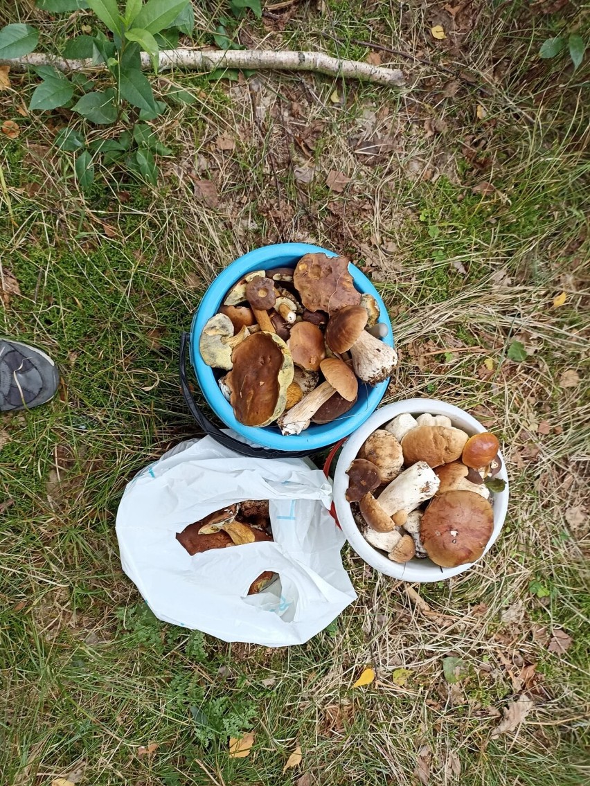 Sezon na grzyby. Mieszkańcy Rybnika zbierają cudne okazy. Zobaczcie ZDJĘCIA!