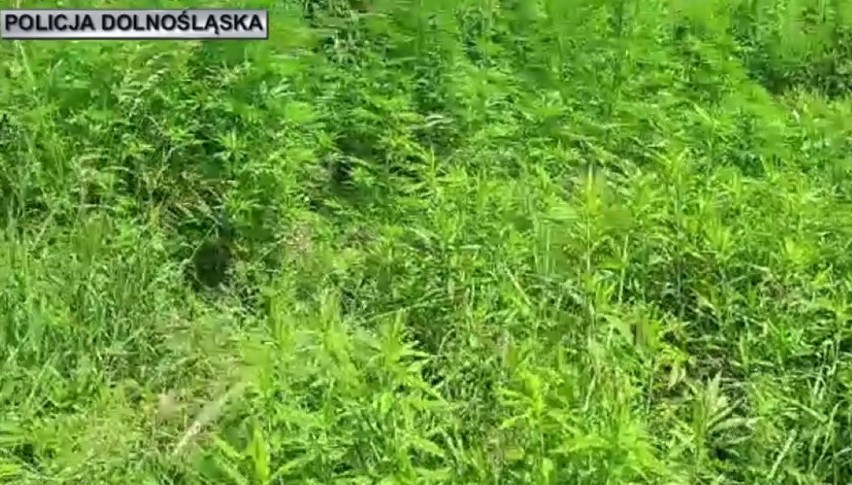 Plantacja marihuany ukryta w lesie pod Świdnicą (ZDJĘCIA)