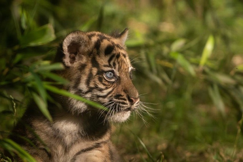 Tygrysiczka z wrocławskiego zoo ma imię. Surya czyli Słońce!