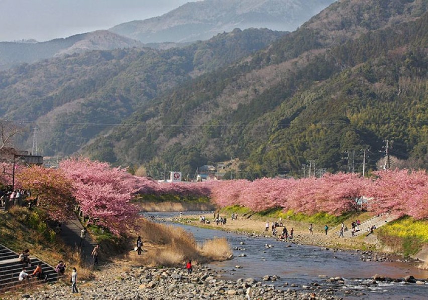 Wiosna zawitała do Japonii! Zakwitły krzewy wiśni [ZDJĘCIA]