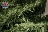 Marihuana w gminie Strzyżewice: Uprawą plantacji trudniła się absolwentka ogrodnictwa