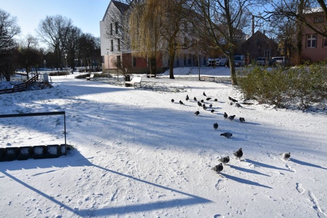 Park Sowińskiego w Zielonej Górze zimą także wygląda magicznie i zachęca mieszkańców do spacerów